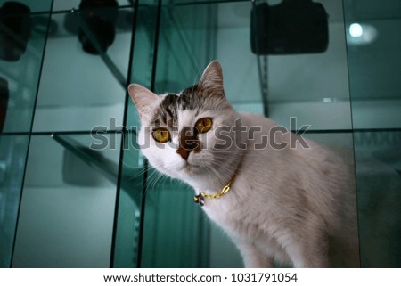 Mixed breed cat,Persian in Chiang Rai Thailand.