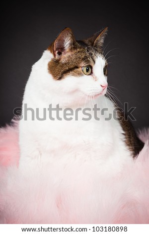 Cat white brown spotted with pink boa isolated on black background. Studio shot.