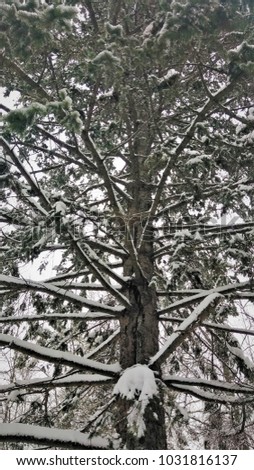 It has been a cold, snowy winter in the North Woods and the branches of this coniferous evergreen tree are covered in snow! Cloudy skies can be seen looking up through the foliage. Taken in Ashland WI