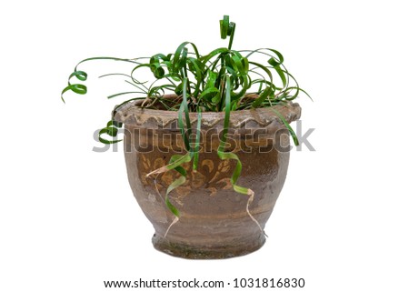 Ornamental Plants on pot  isolated on white background