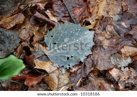 Leaf on forest floor.  Canada.