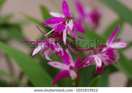 Orchid, an expensive flower. 