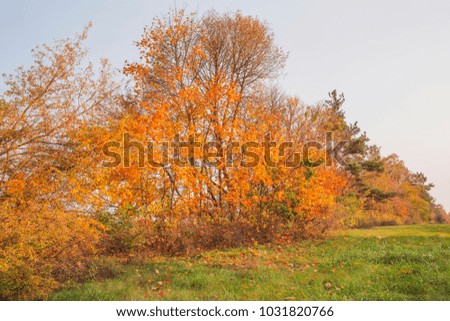 Autumn landscape in the park. Nature in the vicinity of Pruzhany, Brest region,Belarus.