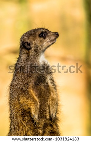 Alert meerkat , Suricata suricatta , standing on guard