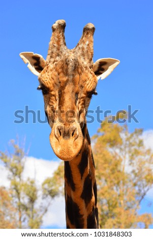 the giraffe head