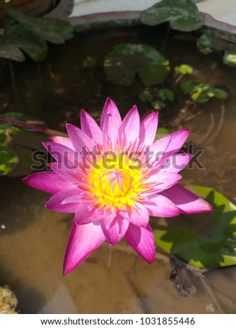 Purple flower with yellow stamen.In the fish tank