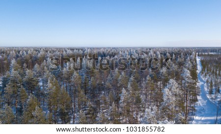 Finnish forest in winter time