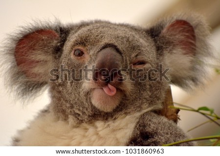 Portrait of koala winking and putting out her tongue.  Royalty-Free Stock Photo #1031860963