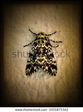 Dark picture of a moth on a wall