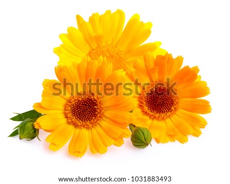 Calendula. Marigold flower with leaf isolated on white background Royalty-Free Stock Photo #1031883493