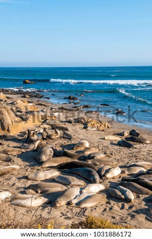 Northern elephant seals (Mirounga angustirostris) sunbathing on the California coast