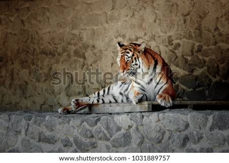 beautiful Bengal tiger