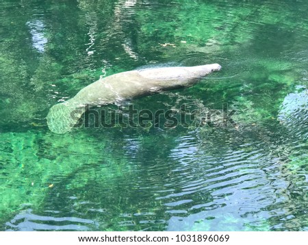 The floating manatee at Blue Springs