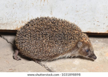 The hedgehog came home at night to people, in search of food
