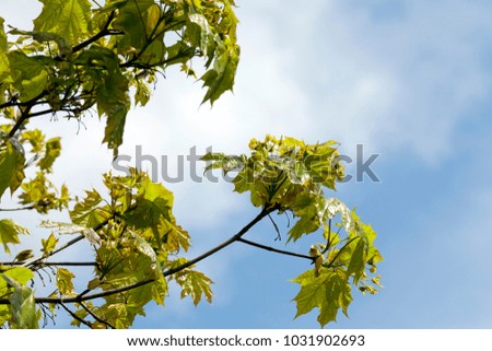 covered with thick foliage and flowers young branches of maple in spring, against a background of blue sky