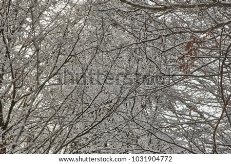 The branches of tall trees in the forest covered with snow.