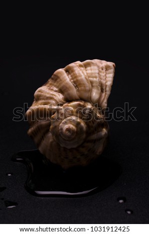 sea shell of rapan is isolated on black