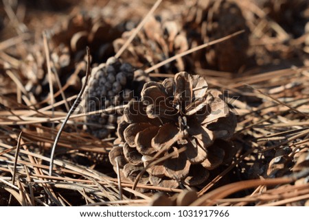  Pine Cones and Needles on the forest floor.