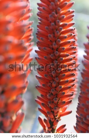 Close up outdoor view of red orange hybrid aloe flowers, aloaceae family. Group of natural vertical element with many petals lighted by the sun. Macro detail of Aloe flowers and blurry background.    
