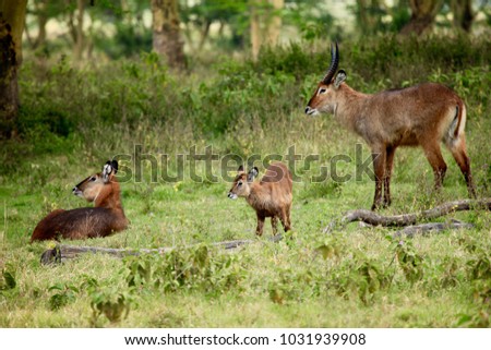Bushbuck family with young baby in the grasslands staring off at Lake Nakuru, Kenya.