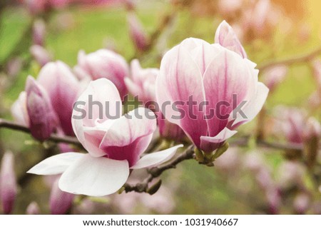 Beautiful magnolia tree in a spring.