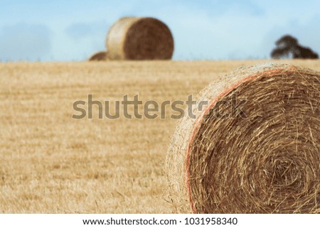 Closeup of hay roll (right) in field