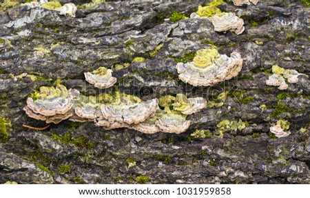 Fungus mushroom growing on tree bark
