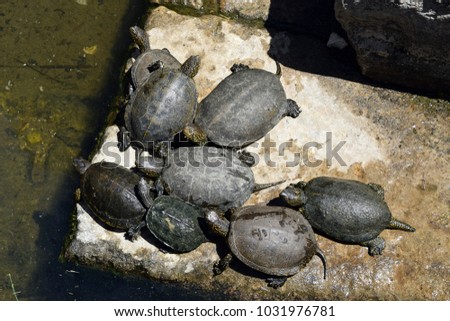 Turtles in Ruins of Buthrotum, ancient city in south Albania. Butrint - UNESCO World Heritage.