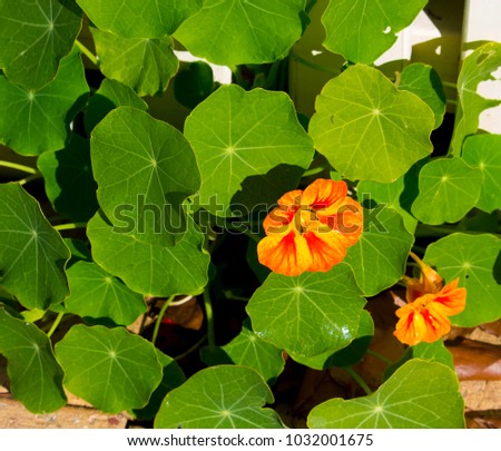Pretty  orange  flowers of common garden nasturtium plant Tropaeolum peeping through a white metal  fence  blooming in early spring   may be used in salads  together with the spicy green leaves.