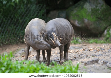Beautiful Isolated Photo Of A Couple of Wild Pigs In The Forest