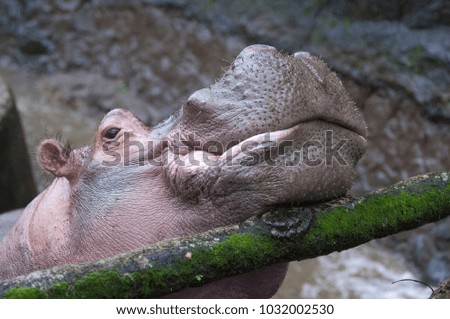 Beautiful Isolated Photo Of A Wild Hippopotamus In The Wild