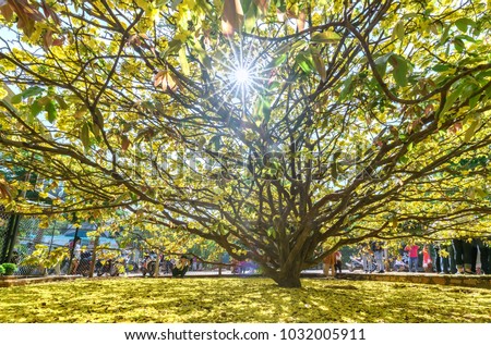 Body ancient trees bloom Ochna integerrima flower garden in countryside with a trunk diameter 1.2 meters. This is largest, most beautiful apricot tree, symbolizing the lunar new year of Vietnamese 