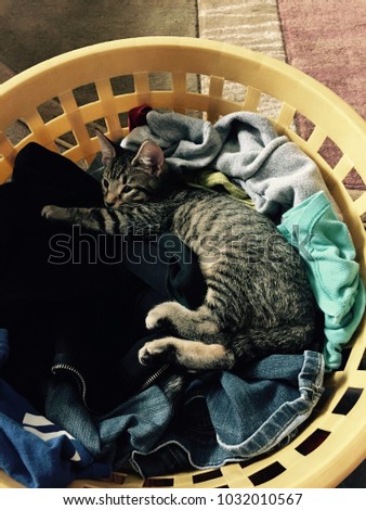 Cat curled up in a laundry basket