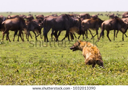 Hyena on the hunt