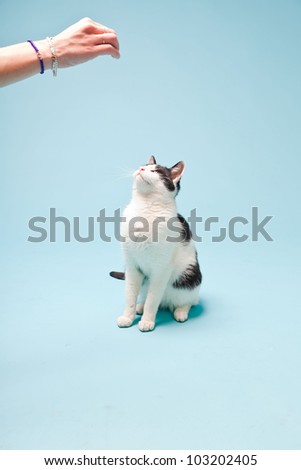 White cat with black spots isolated on light blue background. Studio shot.