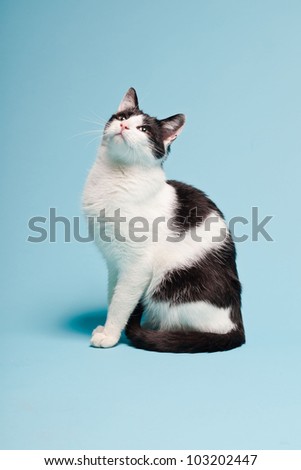 White cat with black spots isolated on light blue background. Studio shot.