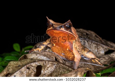 Beautiful horn frog, Megophrys nasuta resting on ground waiting for prey Royalty-Free Stock Photo #1032028237