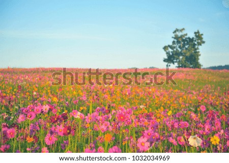 Colorful Cosmos in Spring