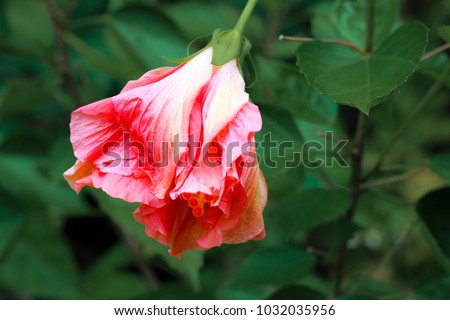 Hibiscus Flower, Chinese Rose, cha-ba flower,Hawaiian hibiscus,shoe flower (Hibiscus rosa sinensis) in the garden.