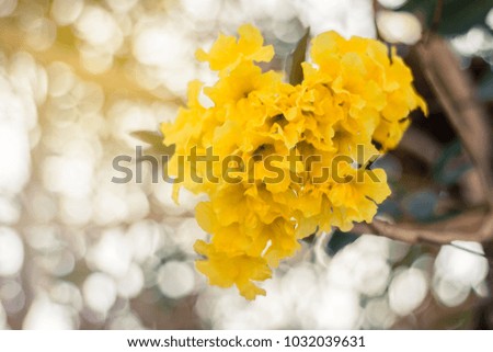 Yellow flowers at sunset, Evening and bokeh background.
