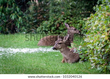 Deer taking a rest in my backyard, Olympia Washington, USA