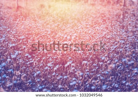 white meadow flowers at morning sunrise spring,summer fresh nature background
