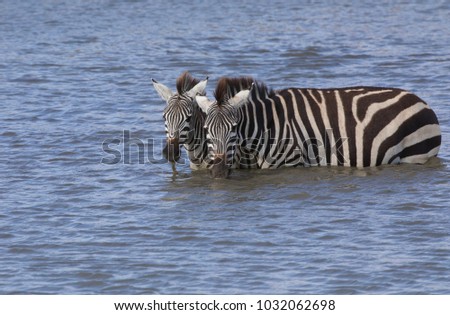Zebras are standing in water and drinking this water. It is a good pictures of wildlife. Photos made with short distance and excellent light