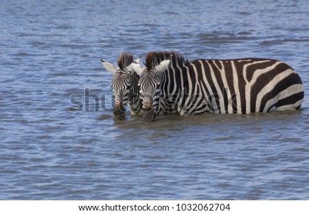 Zebras are standing in water and drinking this water. It is a good pictures of wildlife. Photos made with short distance and excellent light