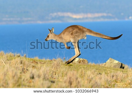 Forester (Eastern grey) Kangaroo, Macropus giganteus, Jumping, Tasmania, Australia, Sea level