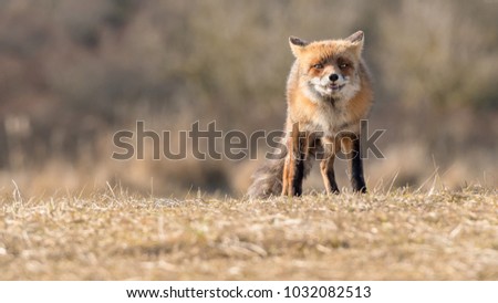 Red Fox Standing on the Grass in the winter on A Sunny Day