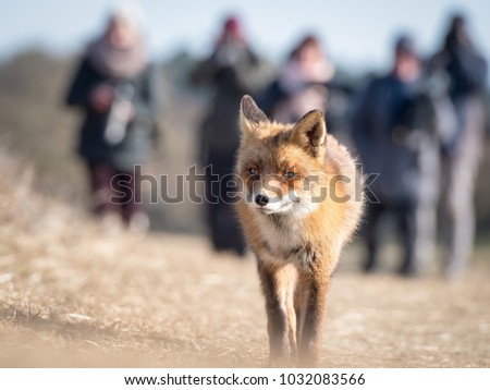 Orange Fox in the dunes, the Netherlands. He walks away from the people who admire him. 