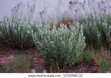 Sagebrush (Artemisia tridentata) . Silver leaf plant  Royalty-Free Stock Photo #1032088135