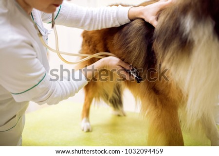Veterinarian examining dog at pet clinic close up