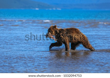 Grizzly Bear in Kamchatka